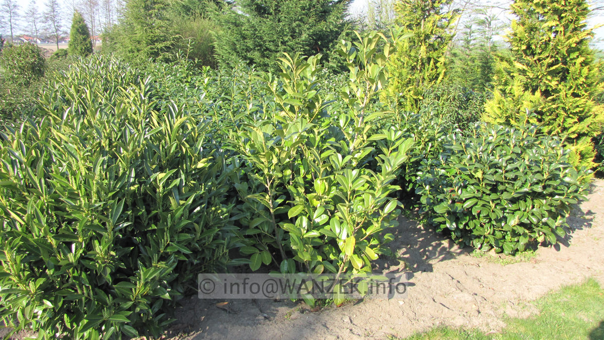 Prunus laurocerasus Linus,Novita,Etna - Sol 1,5m.JPG